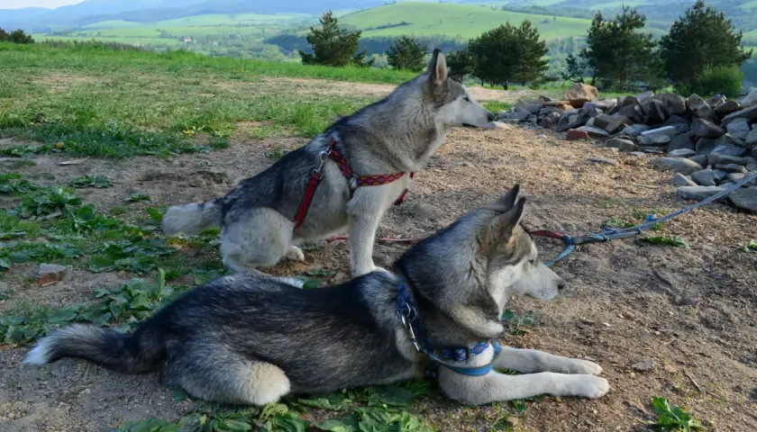 Dwa psy rasy husky odpoczywają na szlaku w Bieszczadach, czekając na dalszą wędrówkę.