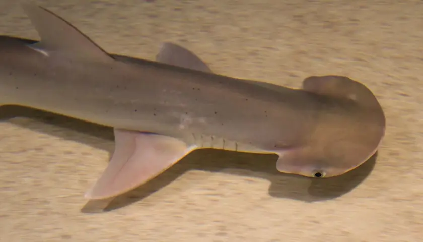 Un tiburón cabeza de pala nada sobre un fondo arenoso, mostrando su distintiva cabeza en forma de martillo y su cuerpo grisáceo con pequeñas manchas oscuras.
