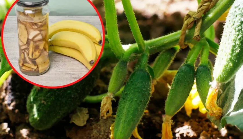Dlaczego ogórki rosną krzywe? Może to wina bananów i skórki z ziemniaków w słoiku, które widzimy obok młodych ogórków na krzaku.