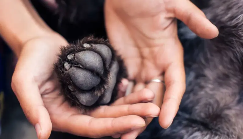 Main d'une personne tenant délicatement la patte d'un chien.