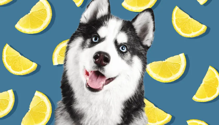 Uśmiechnięty husky otoczony plasterkami cytryny. Czy pies może cytryne? Ten słodki psiak na pewno by spróbował!