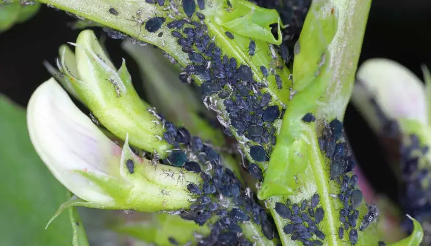 Une invasion de pucerons noirs sur une jeune pousse verte et une fleur de fève. Ces petits insectes ravageurs se multiplient rapidement.
