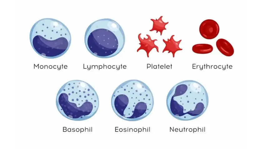Ilustracja przedstawia różne rodzaje komórek krwi: monocyty, limfocyty, płytki krwi, erytrocyty, bazofile, eozynofile i neutrofile. Podwyższone limfocyty mogą wskazywać na infekcję.