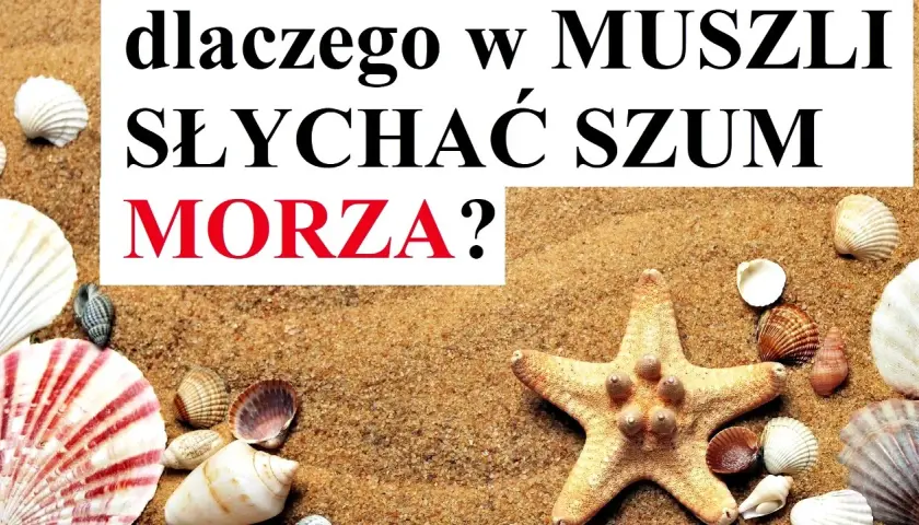 Co naprawdę szumi w muszli? Naukowe wyjaśnienie fenomenu