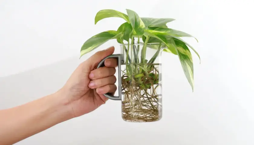 Hand hält Glas mit grünen Pflanzen, die Wurzeln im Wasser schlagen. Stecklinge ziehen im Wasser ist einfach und schön.