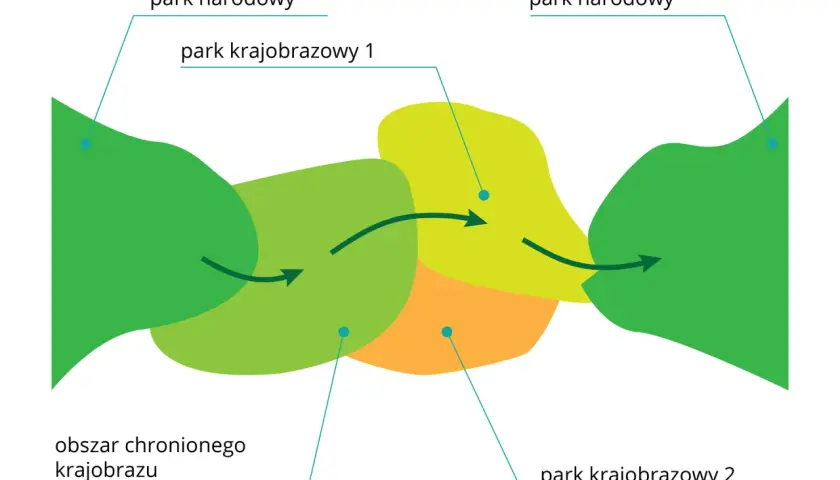 Schemat przedstawia połączenie parku narodowego z parkiem krajobrazowym i obszarem chronionego krajobrazu.