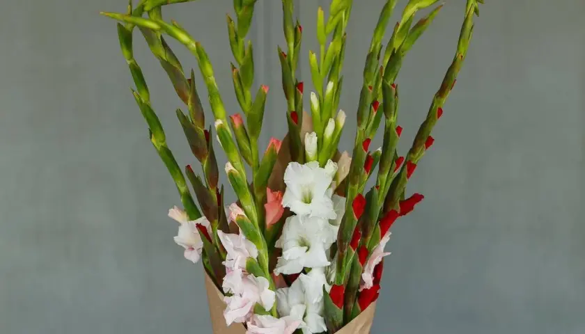 Strauß Gladiolen in Weiß, Rosa und Rot, die zeigen, welche schnittblumen halten lange.