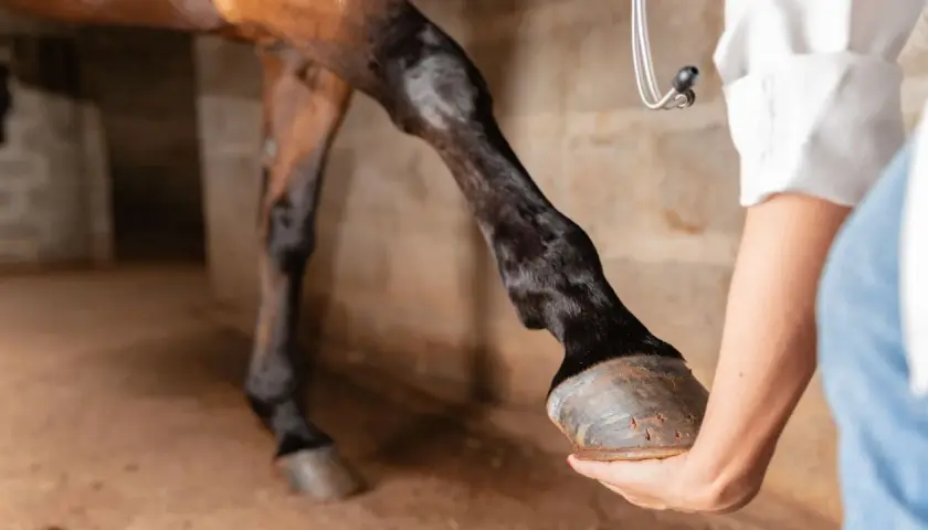 Un vétérinaire examine les tendons d'un cheval. La jambe du cheval est levée, et le vétérinaire tient son sabot.
