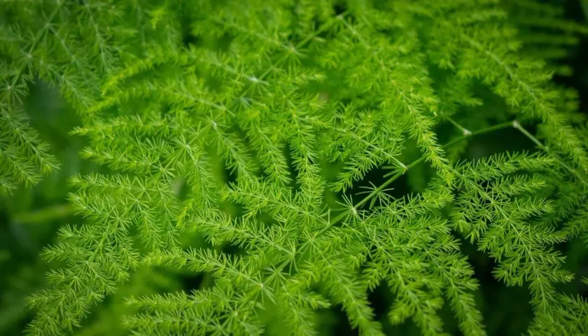Gęste, zielone gałązki asparagus pierzasty tworzą delikatną, pierzastą strukturę.