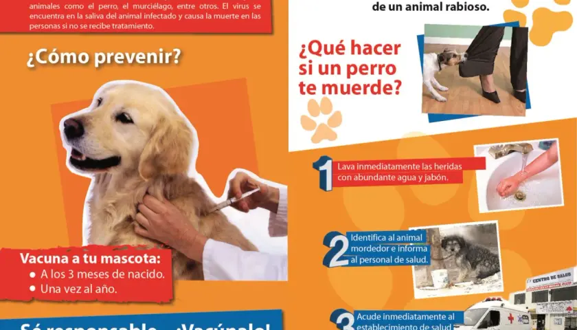 Un perro recibe una vacuna para prevenir la rabia. ¡Vacúnalo!