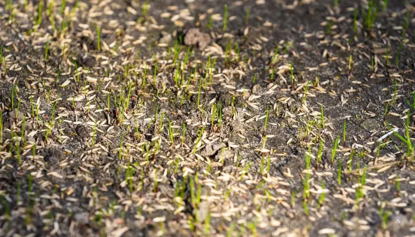 Germogli verdi spuntano dal terreno, circondati da semi. Si vede quanto ci mette l'erba a crescere dopo la semina.