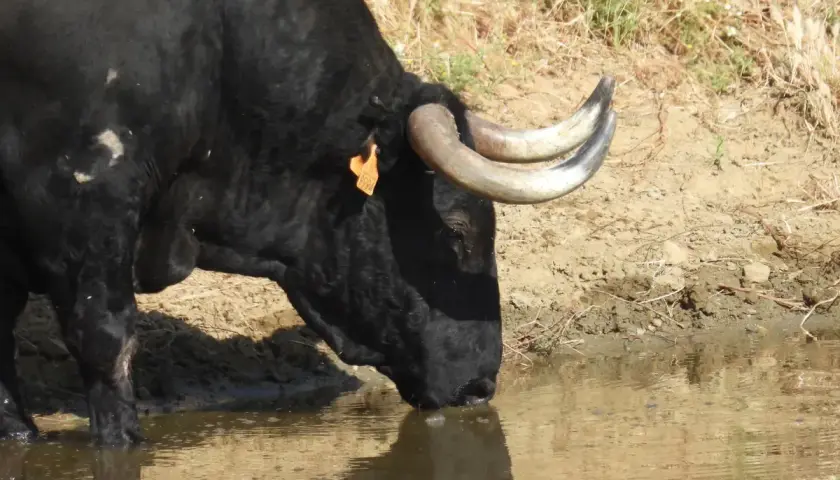 Toro negro de **ganadería Las Ramblas** bebe agua en un charco.