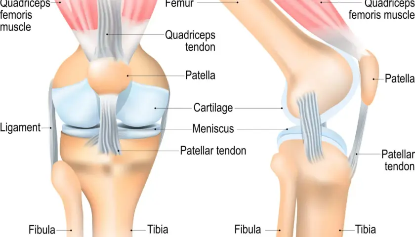 Detailansicht der Knieanatomie mit Knochen, Muskeln und Sehnen. Femur, Patella, Tibia und Fibula sind klar erkennbar.