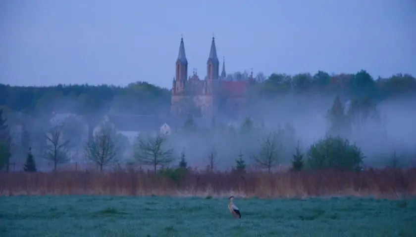 Mglisty poranek w Krynkach. Bocian na łące, w oddali kościół. To jedne z wielu atrakcji Krynki.
