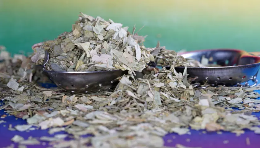 Suszone liście yerba mate, znane jako monte verde, w metalowych zaparzaczach na kolorowym tle.