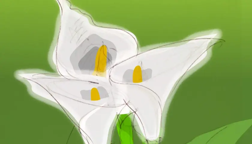 Trois callas porte-bonheur aux pistils jaunes sur fond vert dégradé.