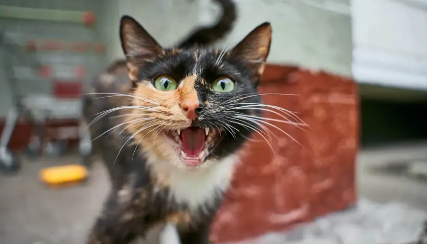 A calico cat with wide green eyes and an open mouth, showing fangs, explains why do cats hiss: they feel threatened.