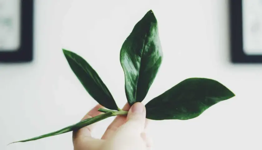 En hand håller en grön garderobsblomma stickling med tre blad.