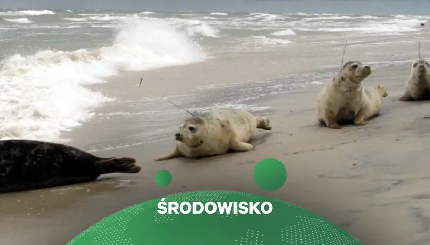 Foki odpoczywają na plaży, a w tle widać wzburzone morze. To piękny widok, który przypomina o potrzebie ochrony naszego środowiska.