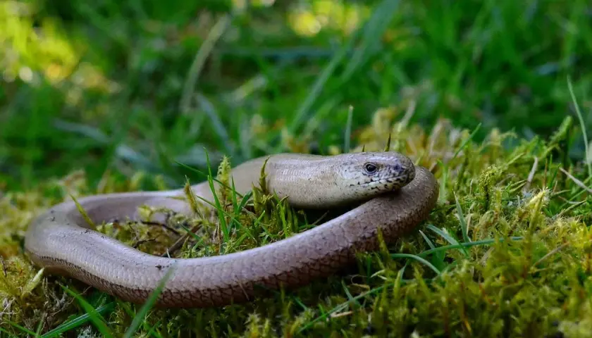 Eine Blindschleiche schlängelt sich durch das grüne Gras und Moos im Garten.
