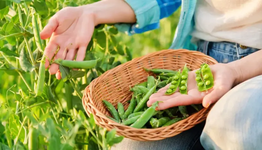 Main d'une personne récoltant des petits pois dans un champ, remplissant un panier. Les pois sont frais et verts.