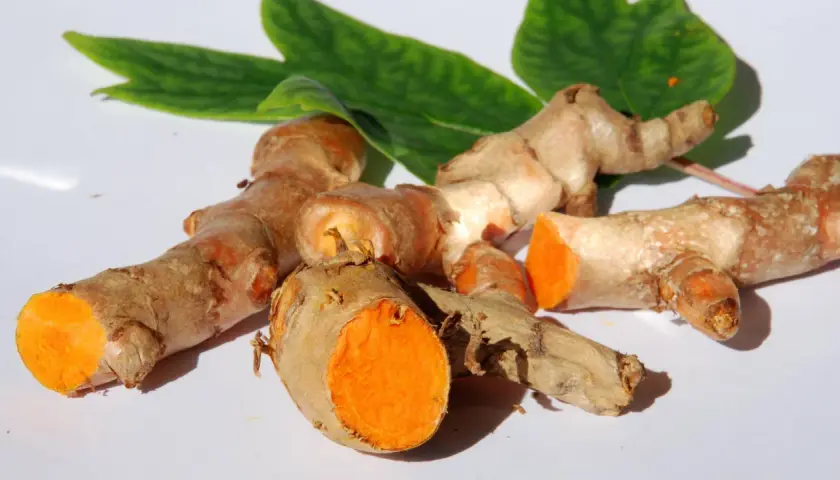 Frische Kurkumawurzeln mit leuchtend orangefarbenem Inneren. Man kann Kurkuma roh essen, um von ihren gesunden Inhaltsstoffen zu profitieren.