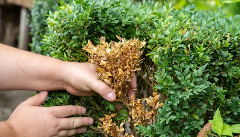 Mains inspectent un buis atteint par la pyrale du buis, retirant des branches sèches et brunes.