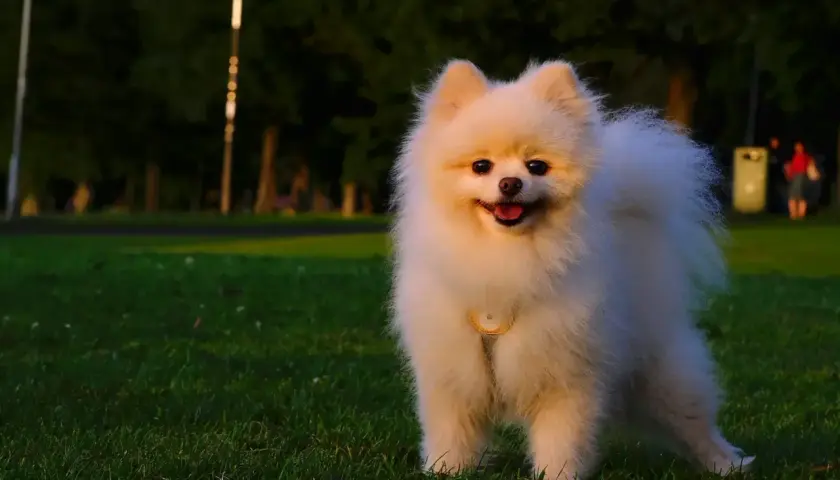 Uroczy pomeranian, rasa psa znana z puszystej sierści, radośnie pozuje na trawie w parku.
