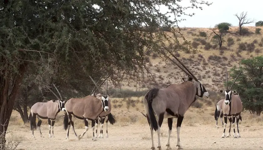 Un grupo de oryx animal africano, con sus distintivas marcas faciales y cuernos largos, se refugian bajo la sombra de un árbol en un paisaje árido.