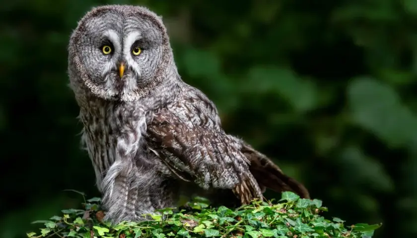 Gufo grigio con occhi gialli, un vero animale notturno. Forse aspetta Edward, ma non si presenta.