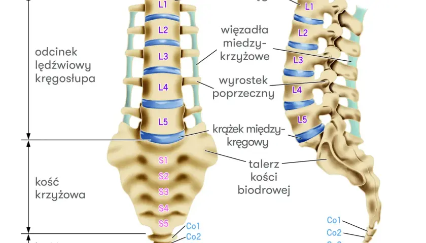 Anatomia kręgosłupa: odcinek lędźwiowy (L1-L5), kość krzyżowa (S1-S5) i ogonowa. Ilustracja pomaga zrozumieć, jak naprawić przepuklinę L5-S1.