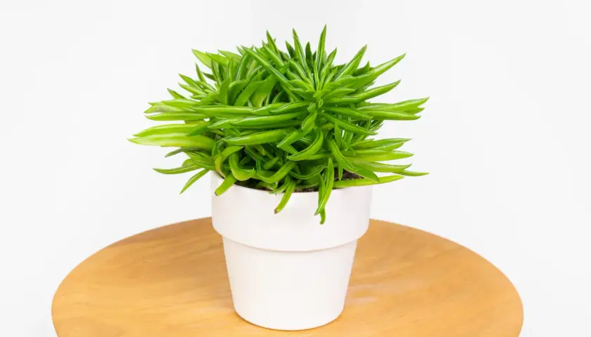 Peperomia ferreyrae w białej doniczce, z soczystymi, zielonymi liśćmi przypominającymi fasolki, stoi na drewnianym blacie.