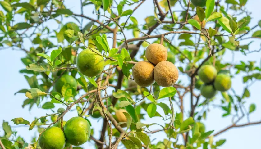 Limoni verdi e alcuni frutti secchi, forse un limone mal secco, pendono da un ramo con foglie verdi.
