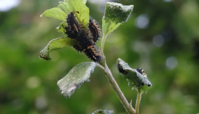 Plusieurs larves de coccinelles, ressemblant à des capucines pucerons, dévorent une feuille verte.