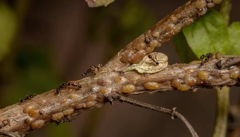 Des fourmis protègent une colonie de cochenilles à carapace, montrant une étape du cycle de vie de ces insectes.