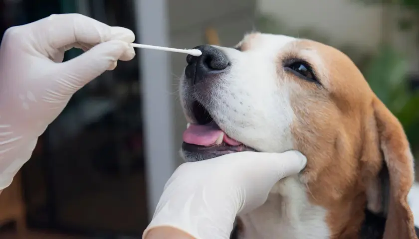 A gloved hand gently swabs a beagle's nose, a test to see if dogs can get salmonella.