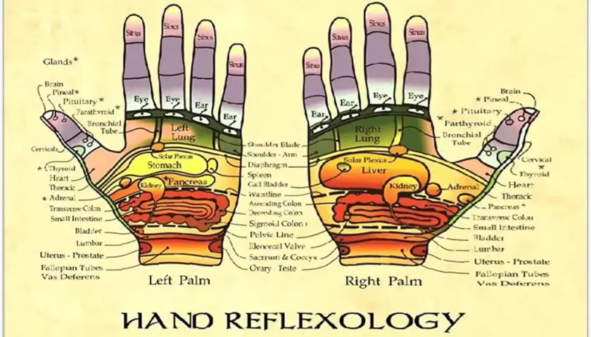 Diagramma di riflessologia palmare: ogni dito corrisponde ad un organo, mostrando le zone riflesse per polmoni, stomaco, pancreas, reni, ecc.