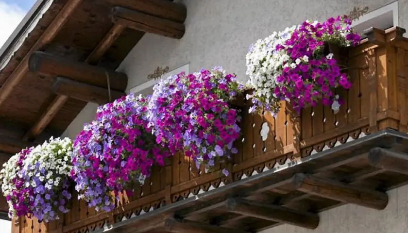 Balkon ozdobiony bujnymi kwiatami letnimi w odcieniach fioletu, różu i bieli.