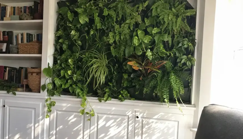 En frodig vägg med ormbunke inomhus och andra gröna växter, omgiven av bokhyllor och vita skåp.