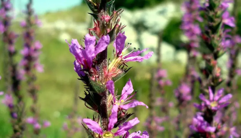 Nahaufnahme von violetten Blutweiderich-Blüten, die sich im Sommer vermehren.