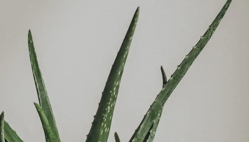 Gröna, taggiga blad från en aloe vera blomma sträcker sig mot en ljus bakgrund.