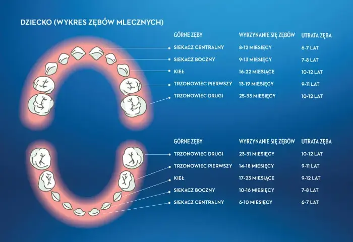Ile zębów ma człowiek? Od mleczaków po ósemki pełny przewodnik