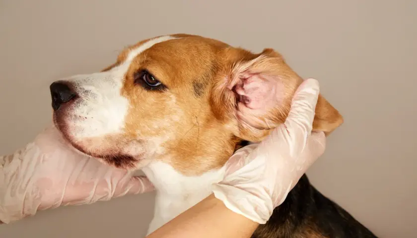 Mani guantate esaminano l'orecchio di un beagle, forse per un'otite.