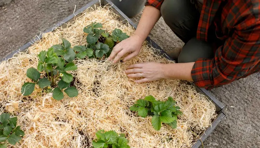 Här planteras jordgubbar i en pallkrage med halm som marktäckning. Händerna arbetar varsamt runt de gröna plantorna.