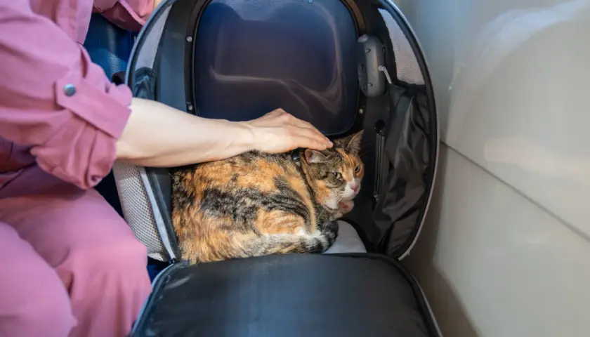 Kot w transporterze, głaskany przez rękę osoby w różowej bluzie.