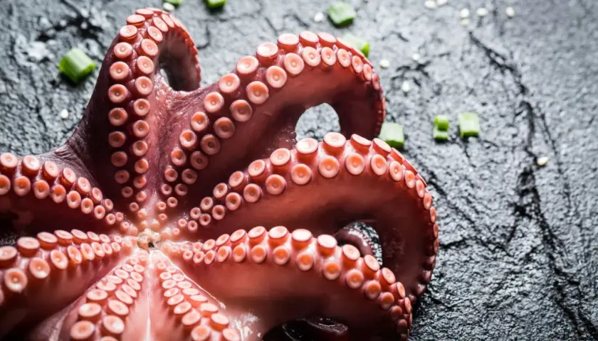 Tentacoli di polpo in umido, pronti per essere gustati, su sfondo scuro con erba cipollina.