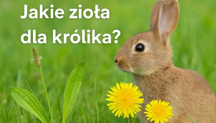 Dieta królika: Co podawać, czego unikać? Kompletny poradnik żywienia!