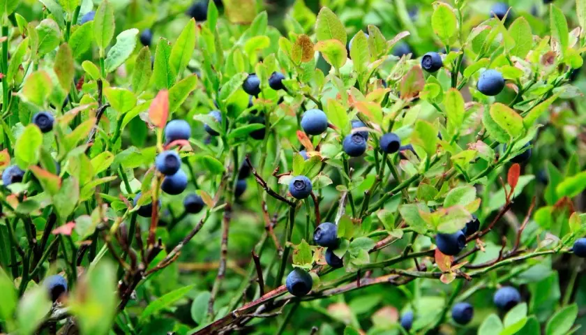 Reife wilde Heidelbeeren an einem Strauch. Die Wirkung von wilden Heidelbeeren ist bekannt für ihre Antioxidantien.