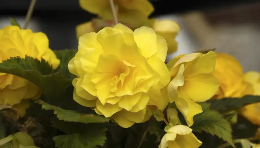 Gula begonia utomhus blommar frodigt med sina fyllda kronblad.