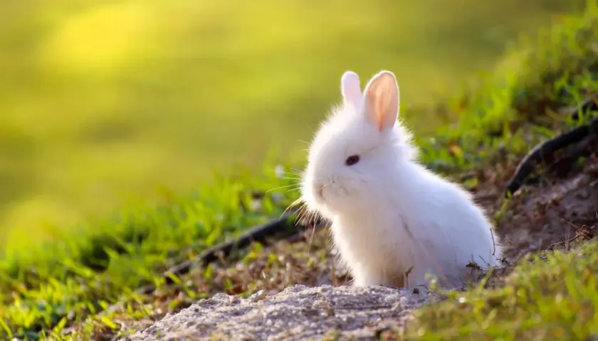 Un tierno conejo mini toy adulto, blanco y esponjoso, asoma entre la hierba verde bajo la luz del sol.